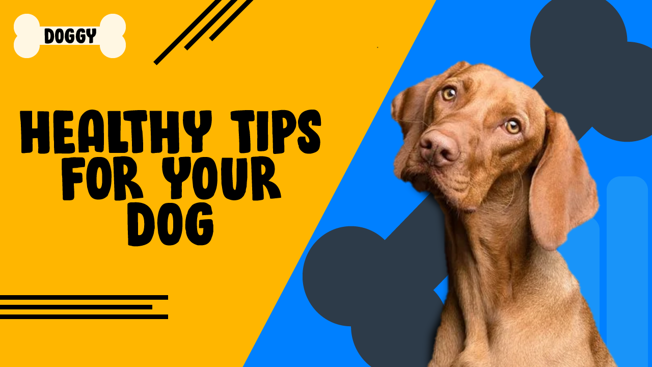 Healthy tips for your dog